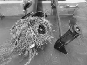 Eurasian Milfoil: What It Could Mean for Boating, Fishing & Your Wallet @ Thurston Park | Central Lake | Michigan | United States